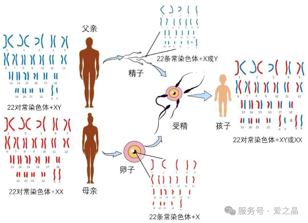为什么越来越多家庭选择在马来西亚做试管婴儿?——合法冻卵、第三代试管技术、合法供卵供精等优势解析